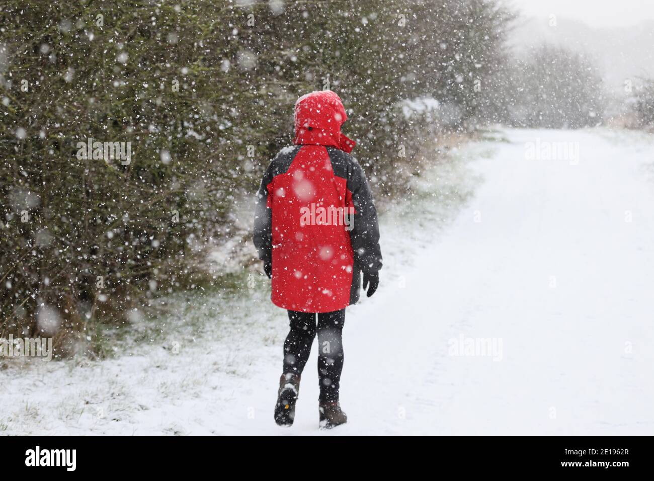 Château de Barnard, Teesdale, comté de Durham, Royaume-Uni. 5 janvier 2021. Météo Royaume-Uni. Une femme prend son exercice quotidien autorisé à la périphérie du château de Barnard comme neige lourde tombe autour d'elle. Crédit : David Forster/Alamy Live News Banque D'Images