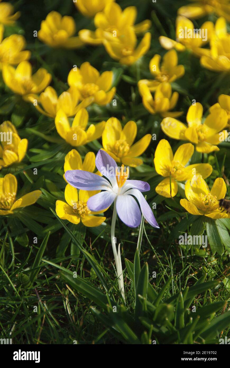 Crocus tommasinianus & aconites d'hiver dans le jardin d'hiver Banque D'Images