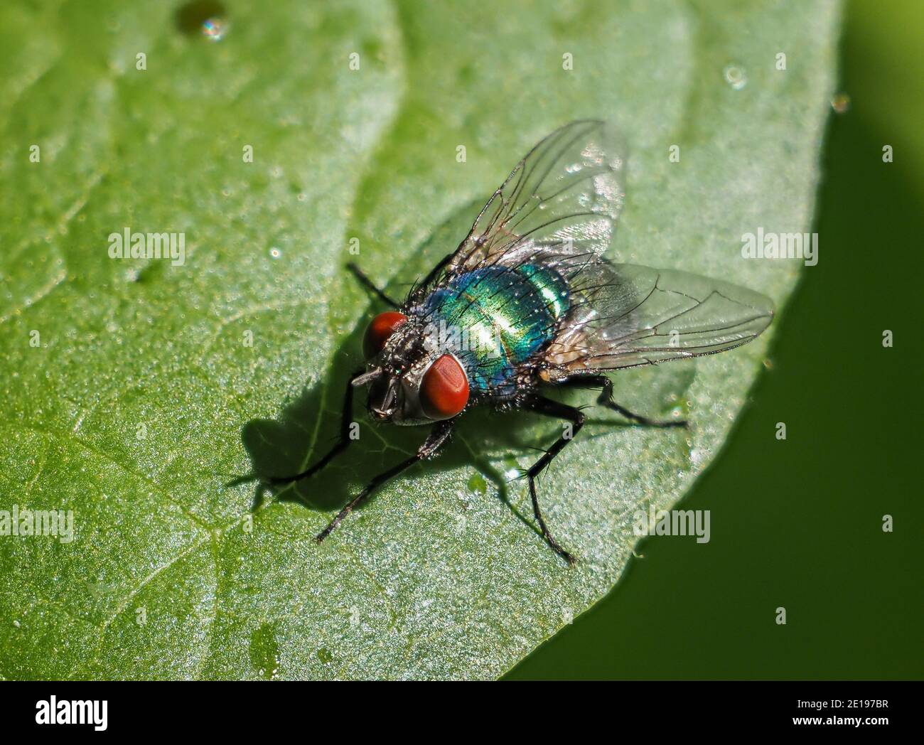 Une mouche verte commune (Lucilia sericata) dans la réserve naturelle des terres agricoles de Beddington à Sutton, Londres. Banque D'Images