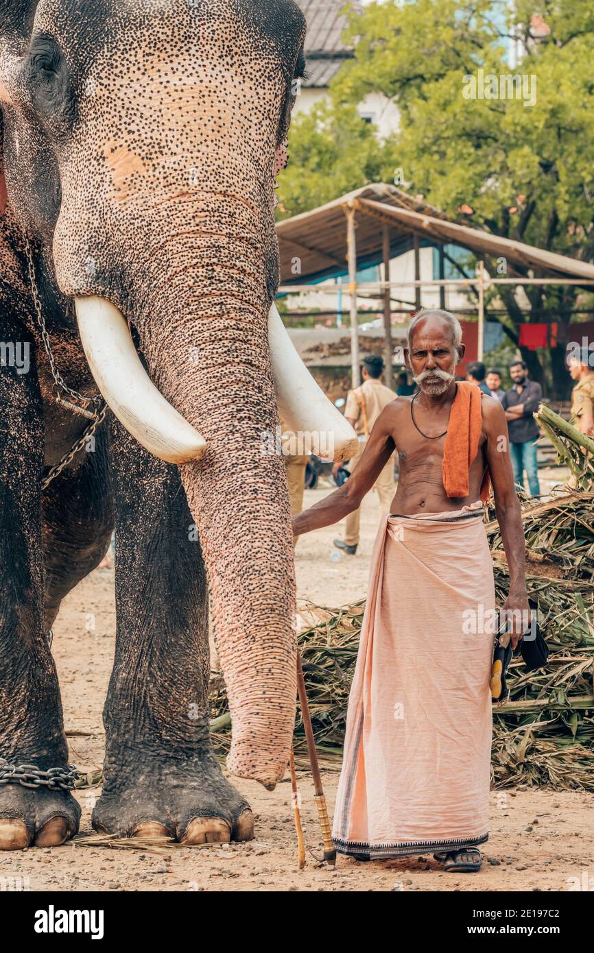 Ernakulam, Inde - 2 février 2020 : un gardien d'éléphant indien non identifié se tient près de l'éléphant du temple à Ernakulam, Inde Banque D'Images