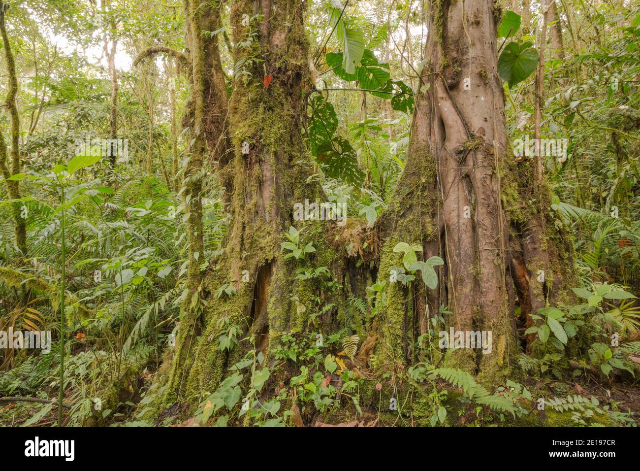 Arbres mousseux avec des racines de contrefort qui poussent dans la forêt montagnarde sur les pentes occidentales des Andes près de Mindo, en Équateur. Il y a une sous-histoire dense avec Banque D'Images
