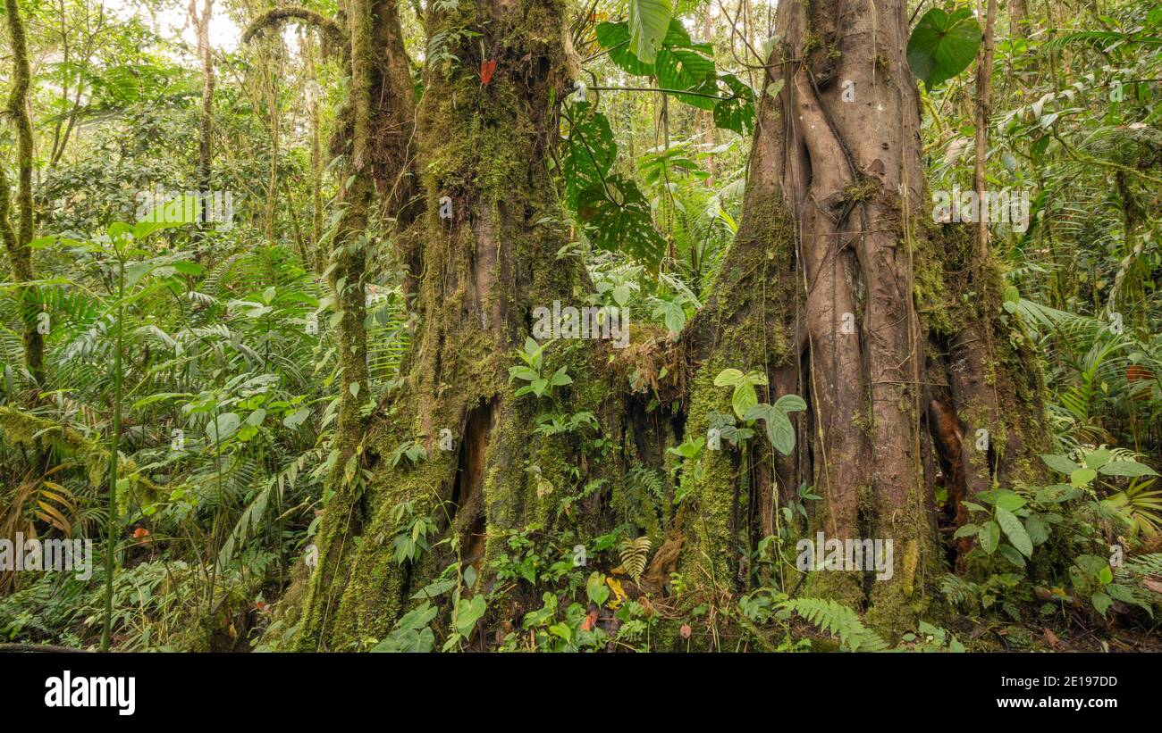 Arbres mousseux avec des racines de contrefort qui poussent dans la forêt montagnarde sur les pentes occidentales des Andes près de Mindo, en Équateur. Il y a une sous-histoire dense avec Banque D'Images