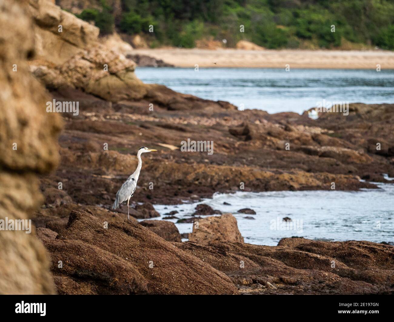 Héron gris (Ardea cinerea) sur l'île de Naoshima, préfecture de Kagawa, Japon. Banque D'Images