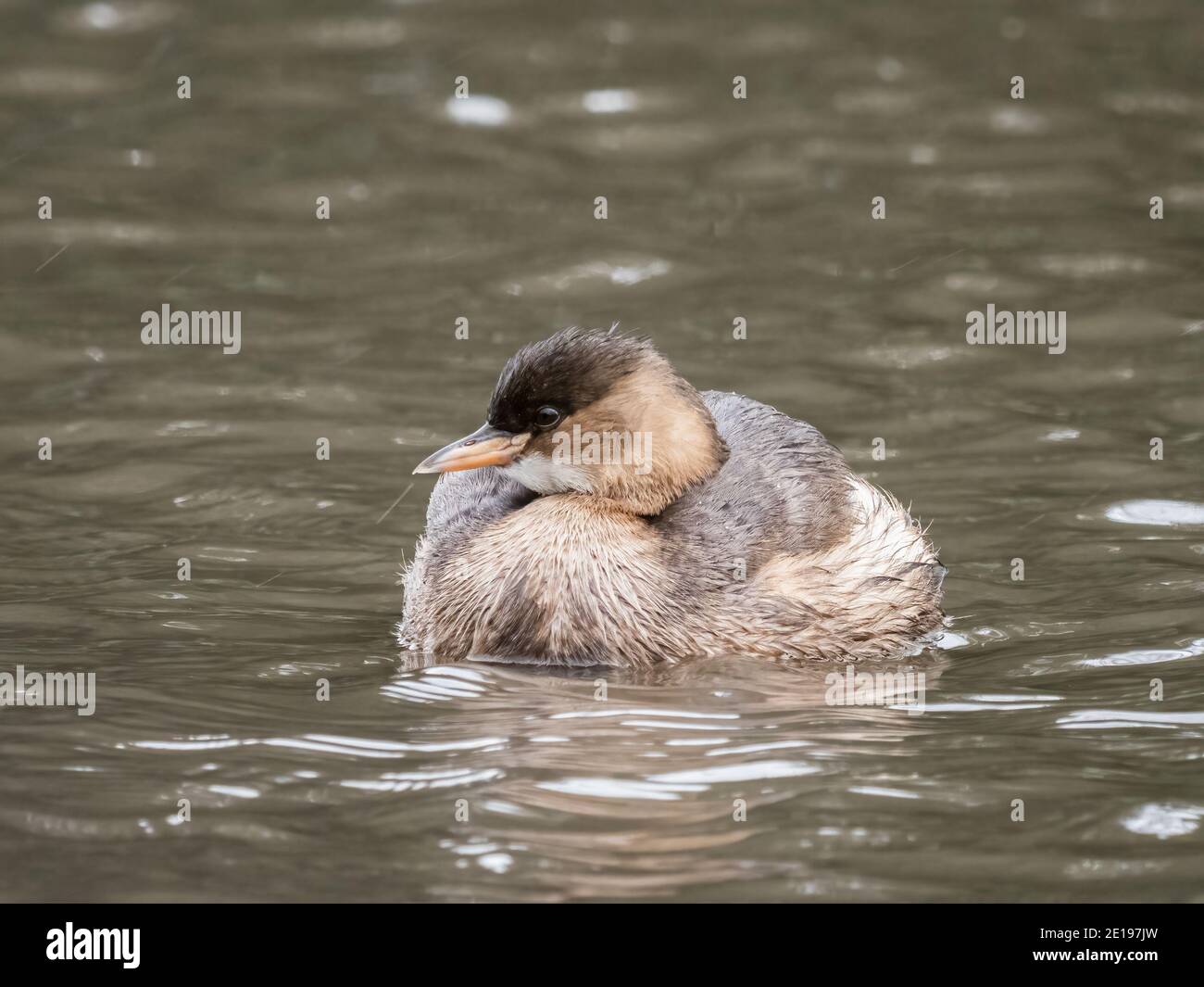 Un petit grebe (Tachybactus ruficollis) dans la réserve naturelle des terres agricoles de Beddington à Sutton, Londres. Banque D'Images