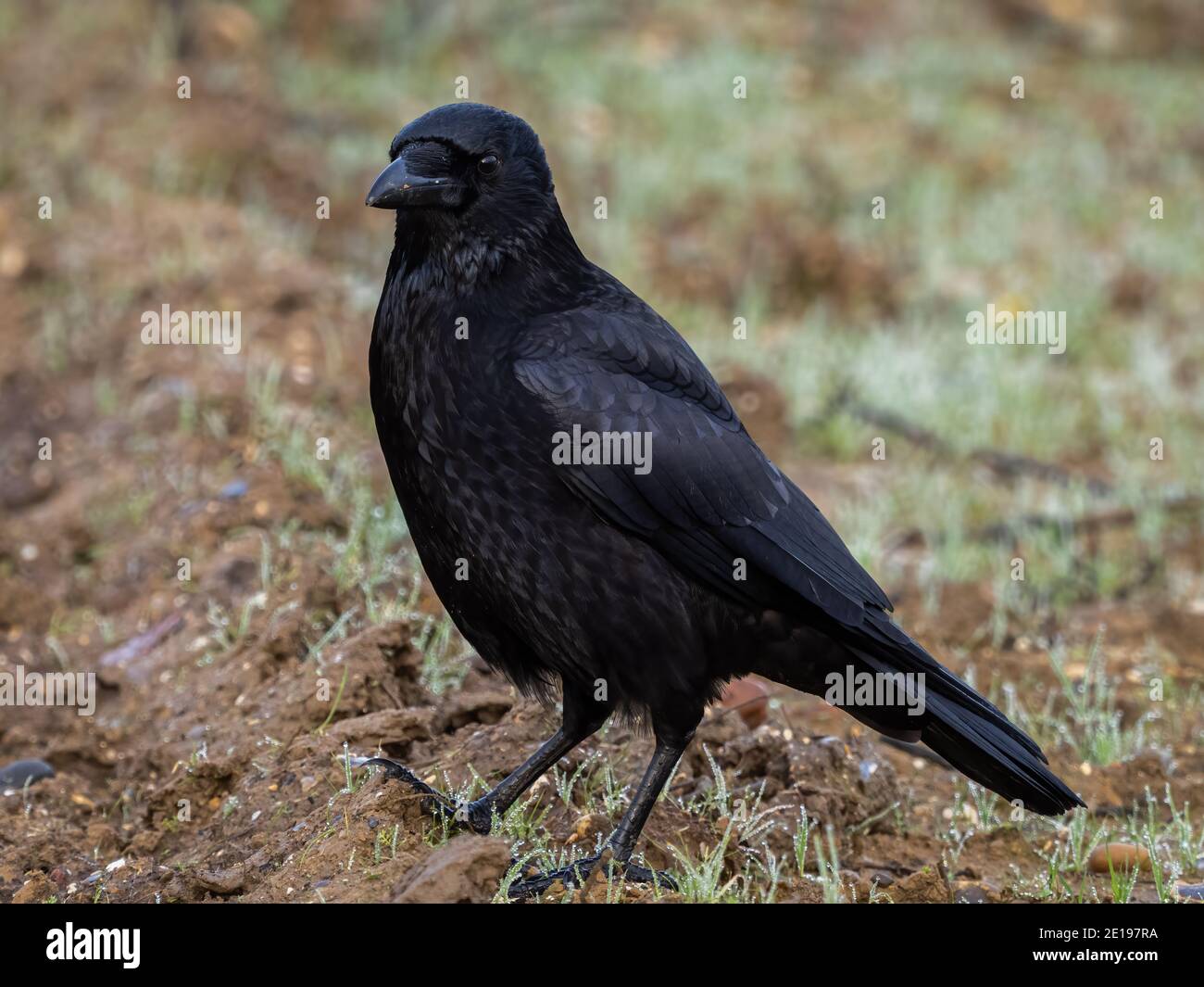 Un corbeau de charrion (Corvus corone) dans la réserve naturelle des terres agricoles de Beddington à Sutton, Londres. Banque D'Images