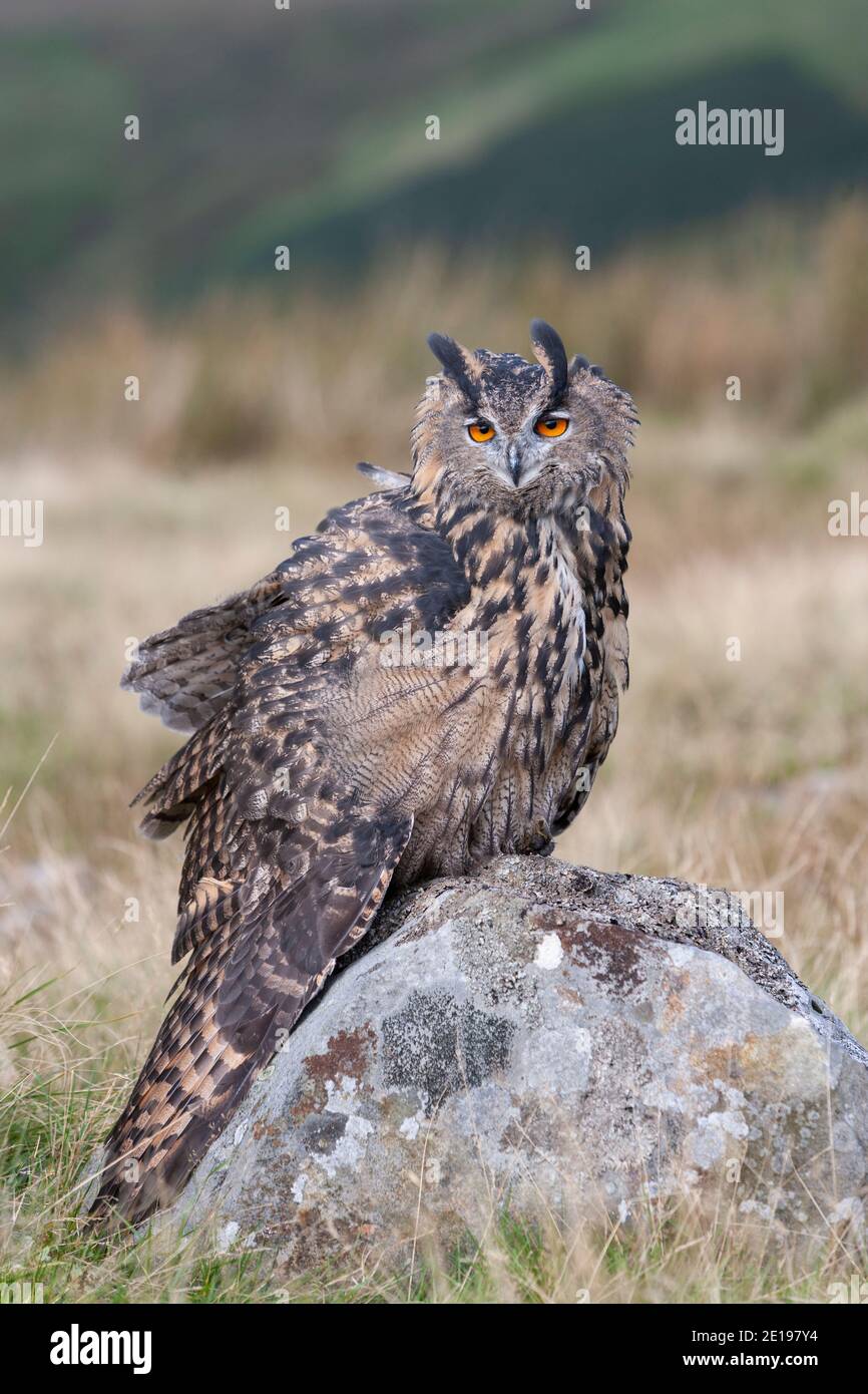 Hibou de l'aigle européen (Bubo bubo), contrôlé, Cumbria, Royaume-Uni Banque D'Images