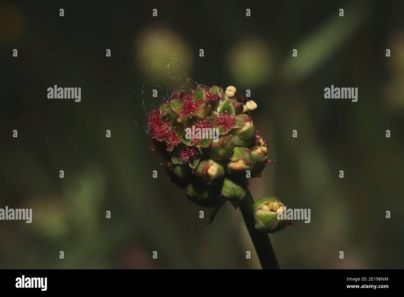 gros plan des mauvaises herbes en fleurs dans la nature Banque D'Images