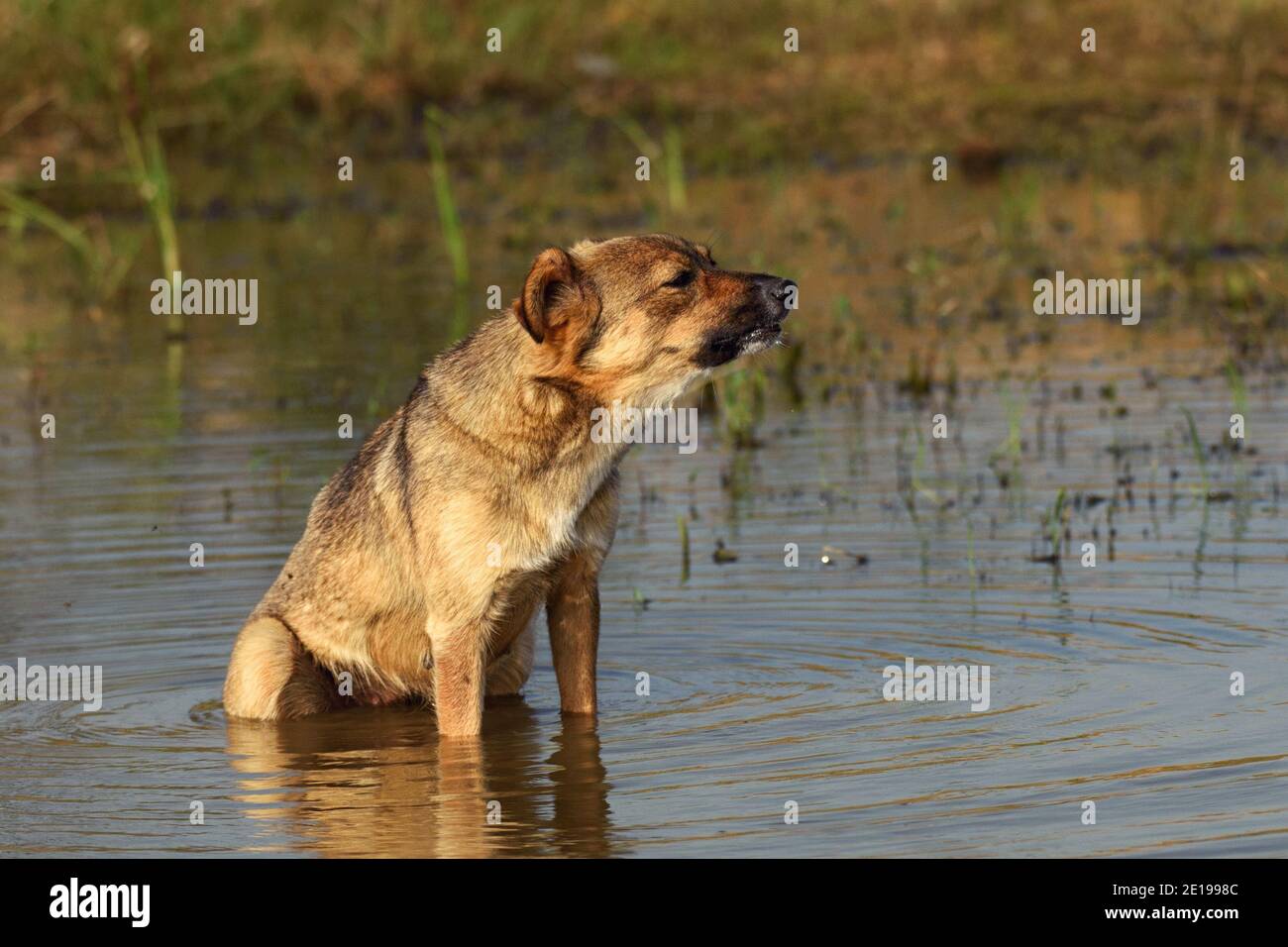 Baignade pour chiens le long de la rive de la rivière. Banque D'Images