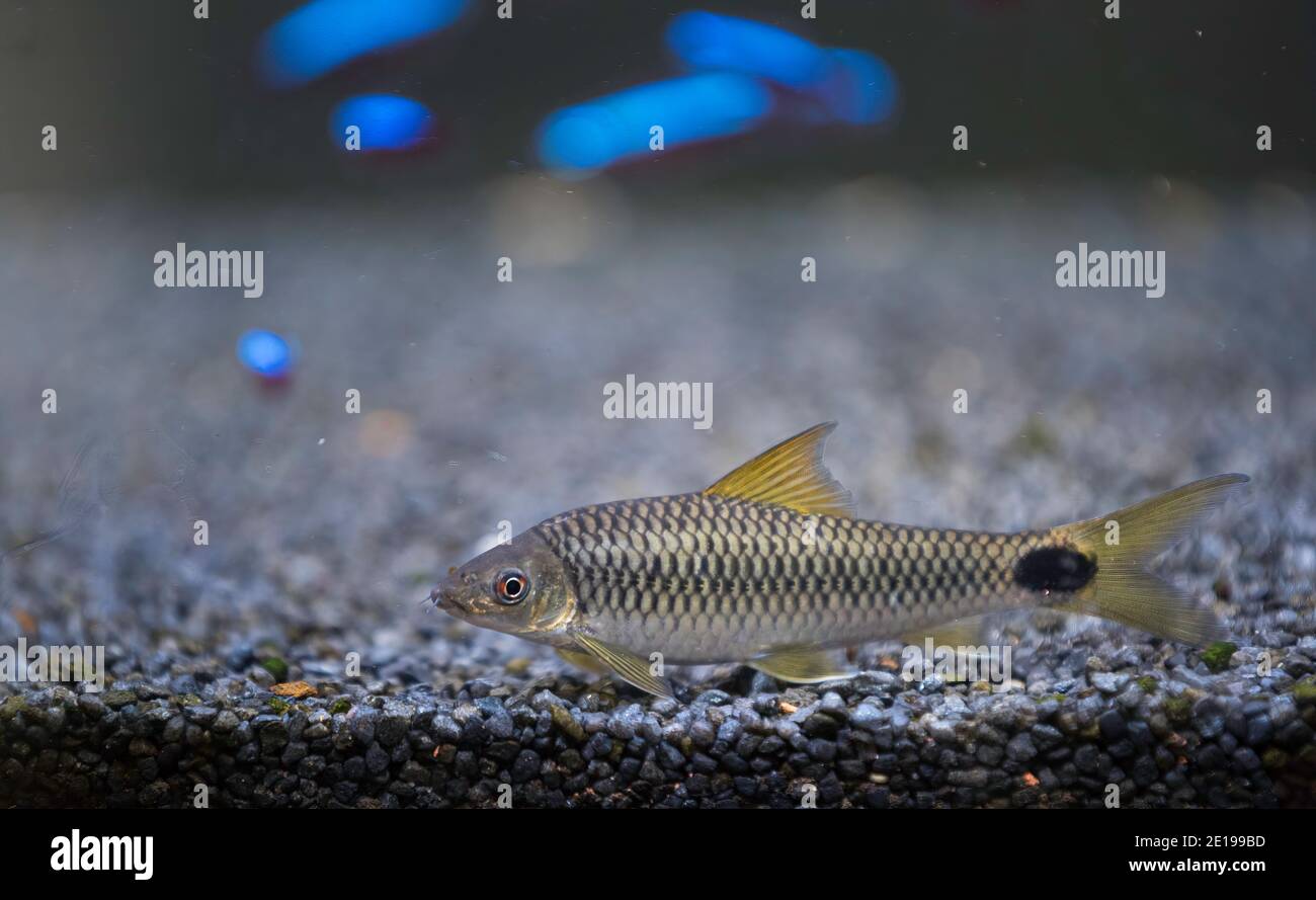 Le renard argenté Crossocheilus reticulatus est un algue d'eau douce Banque D'Images