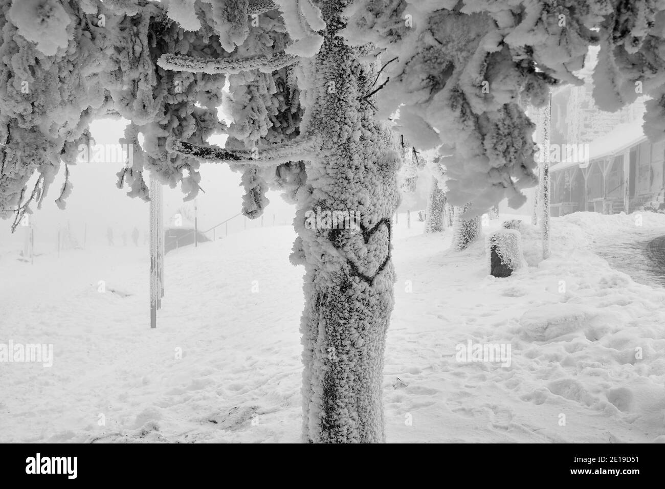 Coeur tirant sur le tronc d'arbre recouvert de neige en hiver Banque D'Images