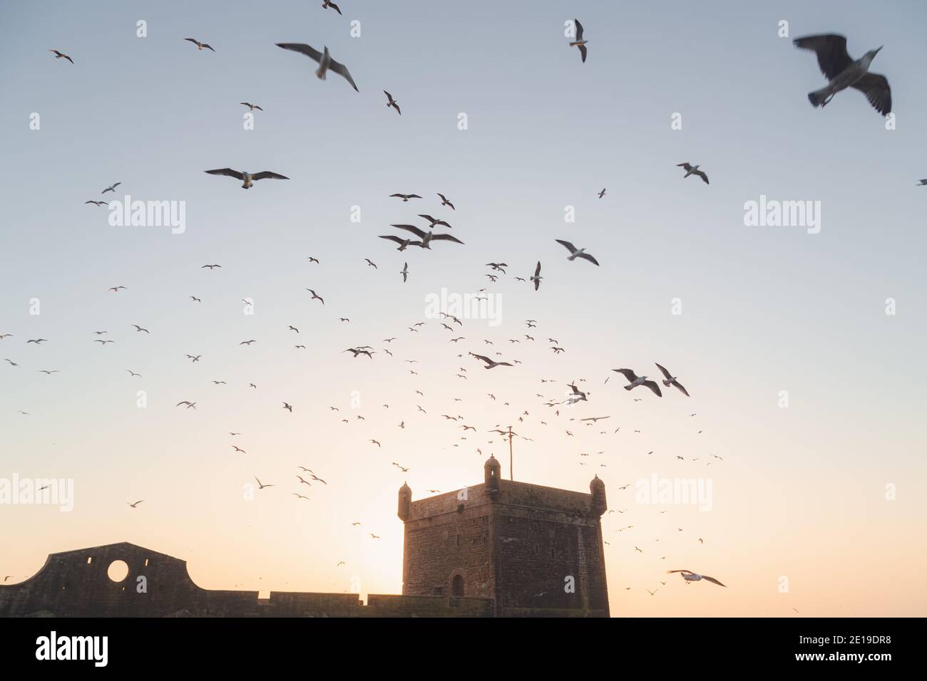 Un port de soirée clair à la citadelle historique d'Essaouira avec des troupeaux de mouettes qui remplissent le ciel. Banque D'Images