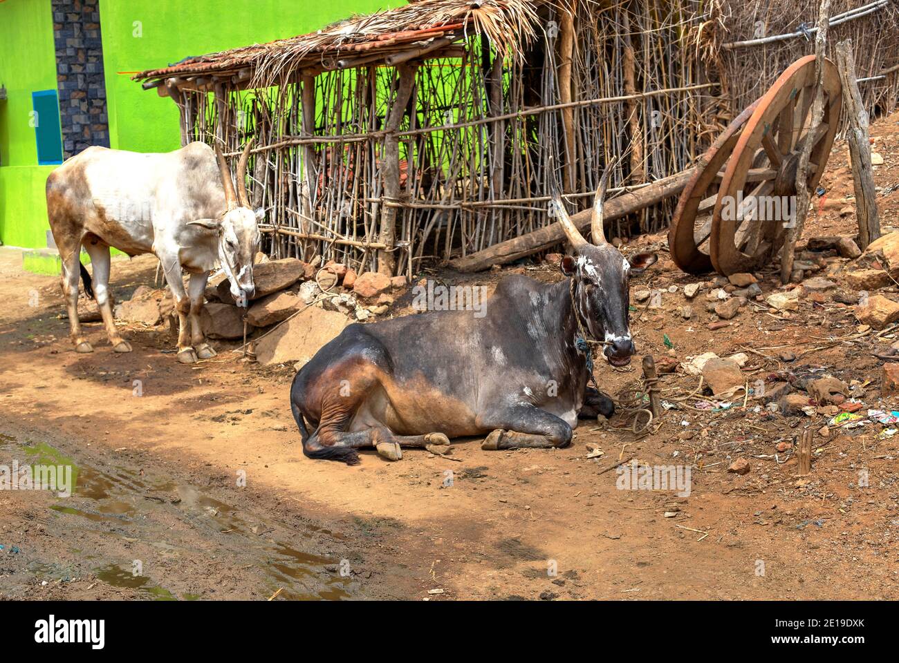 Deux vaches indiennes se reposant dans les rues du village isolé d'Anchetty, Tamil Nadu, Inde. Banque D'Images