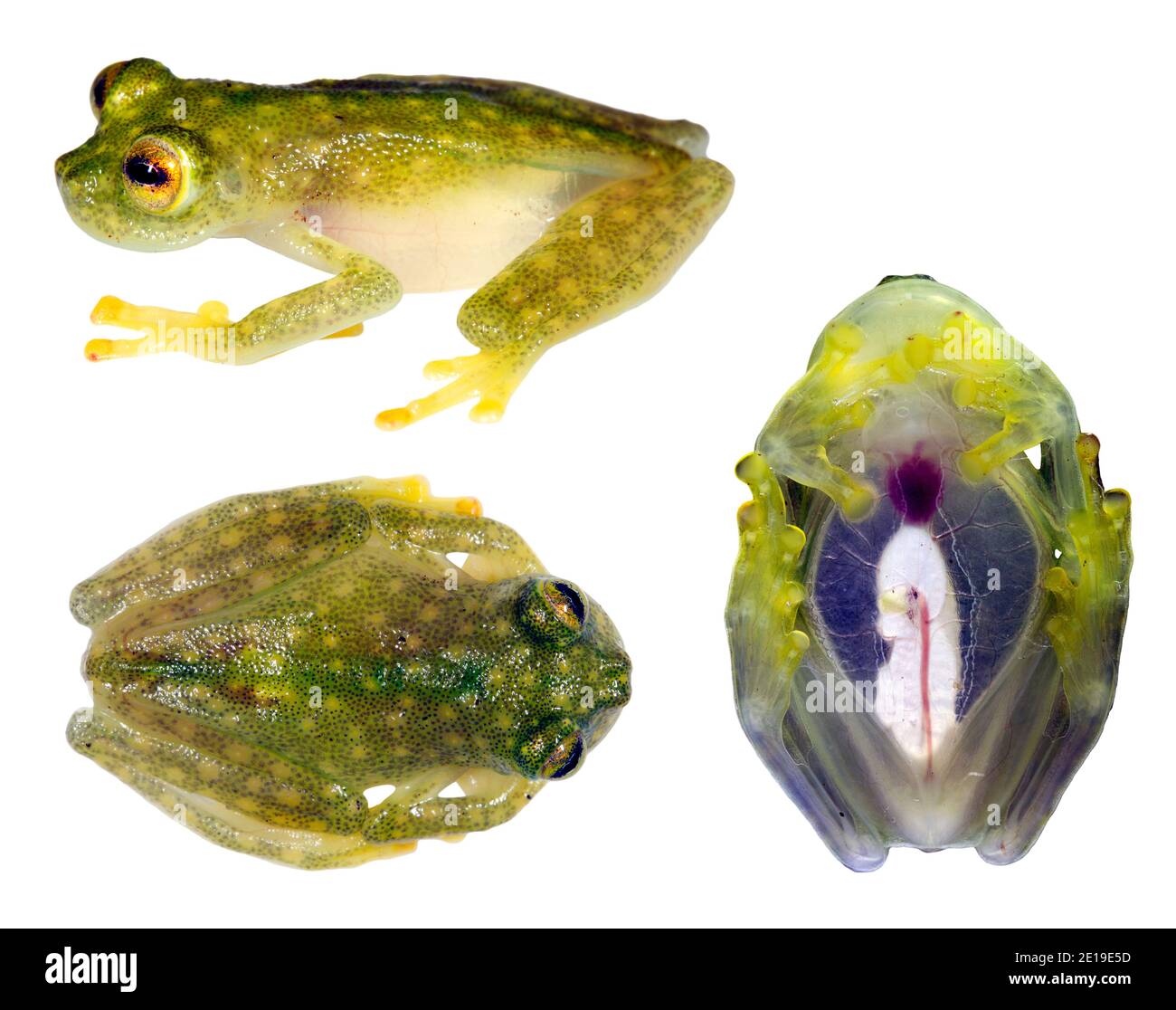La grenouille de verre (Hyalinobatrachium sp.) pose en 3, en provenance de l'Équateur. Les parois des grenouilles en verre sont transparentes et leurs organes internes sont visibles Banque D'Images