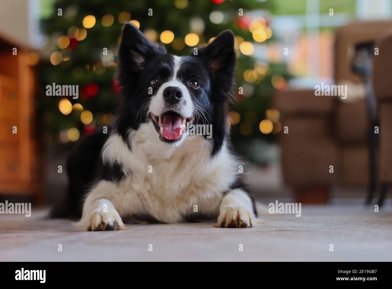 Happy Border Collie se trouve à l'étage devant le sapin de Noël. Chien noir et blanc joyeux dans le salon. Banque D'Images