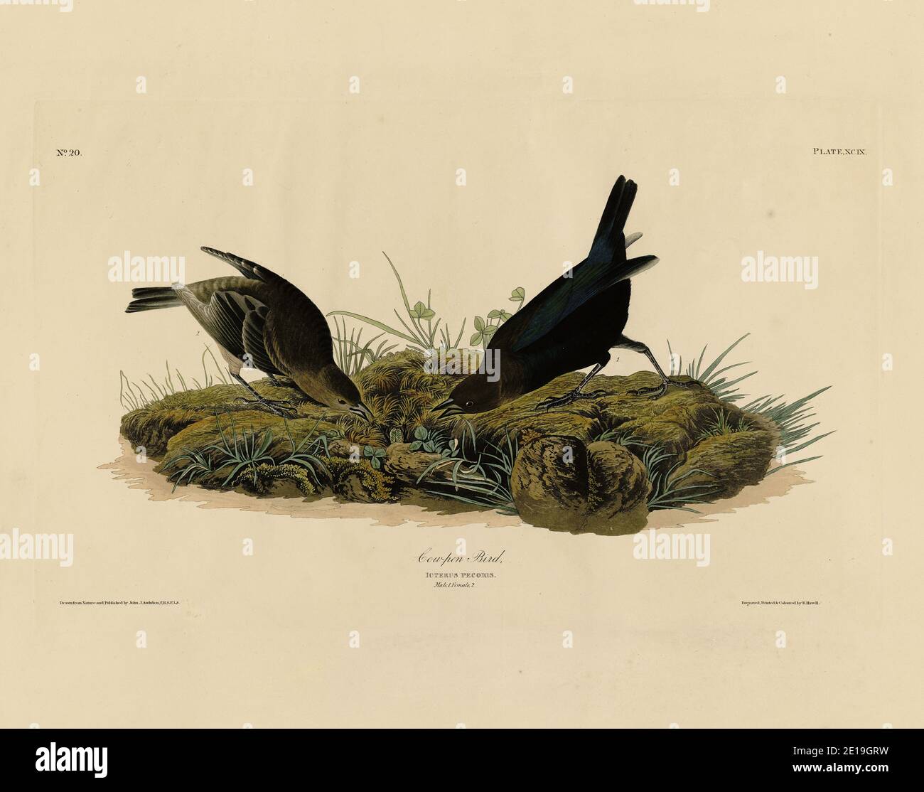Planche 99 Cow-Pen Bird (Cowbird à tête brune) The Birds of America folio (1827–1839), John James Audubon, très haute résolution et image éditée de qualité Banque D'Images