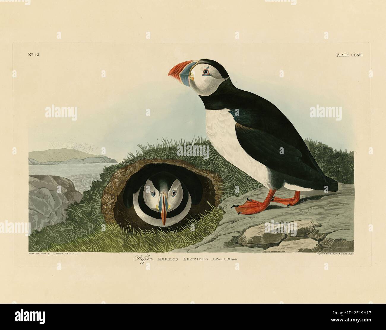 Planche 213 macareux (macareux de l'Atlantique) tiré du folio Birds of America (1827–1839) de John James Audubon, image éditée de très haute résolution et de qualité Banque D'Images