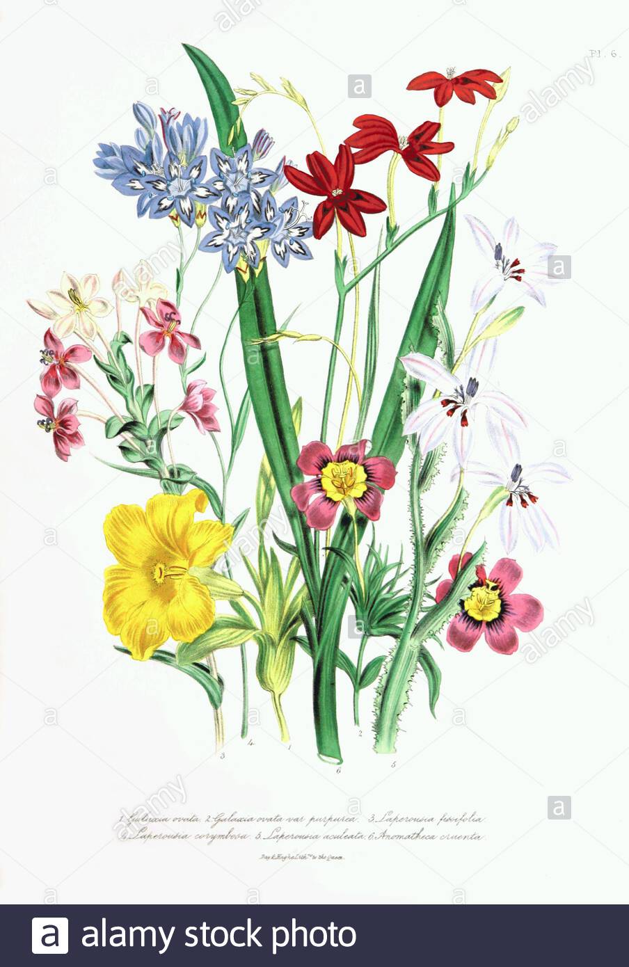 Galaxia, Lapeirousia, Freesia, illustration botanique d'époque de 1841 Banque D'Images