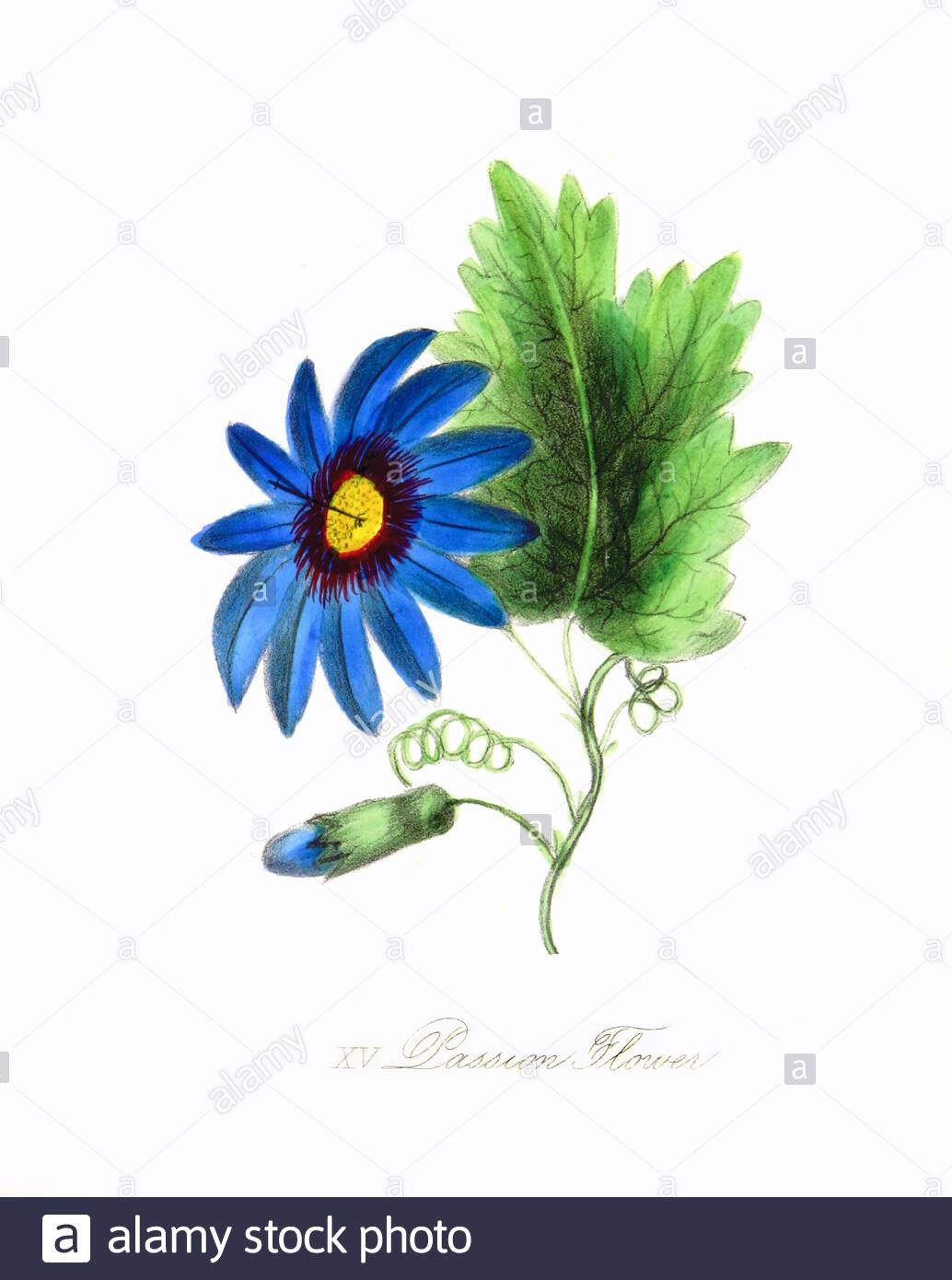 Fleur de passion (Passiflora), illustration botanique vintage de 1865 Banque D'Images