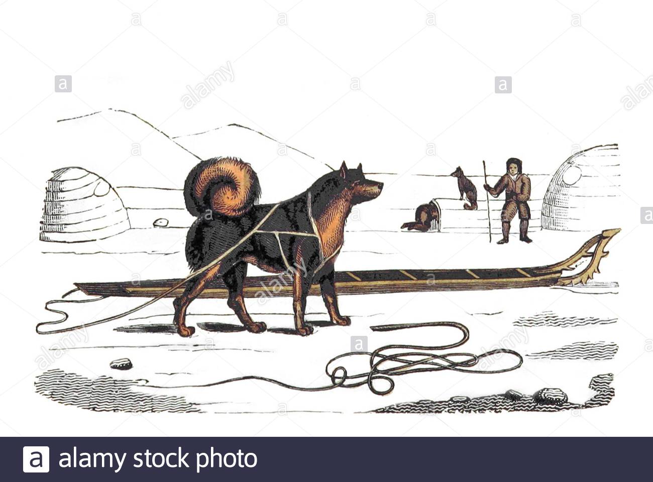 Husky et SLED d'Eskimo, illustration ancienne de 1825 Banque D'Images