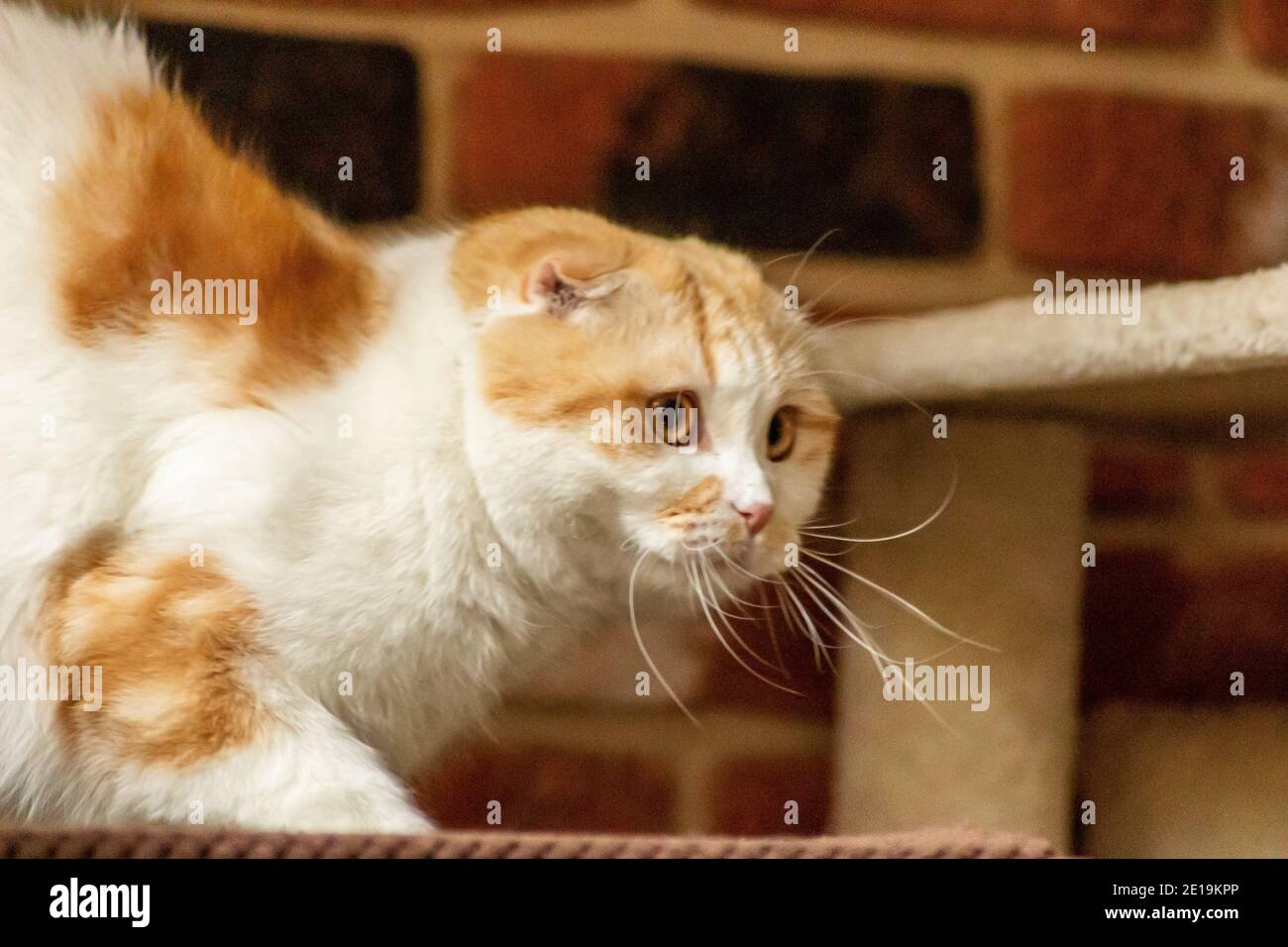 Les chats domestiques de l'ami chatterie, Scottish Fold sont très indépendants, très gentils et sympathiques. Ils aiment jouer, ils sont très sympathiques. Banque D'Images