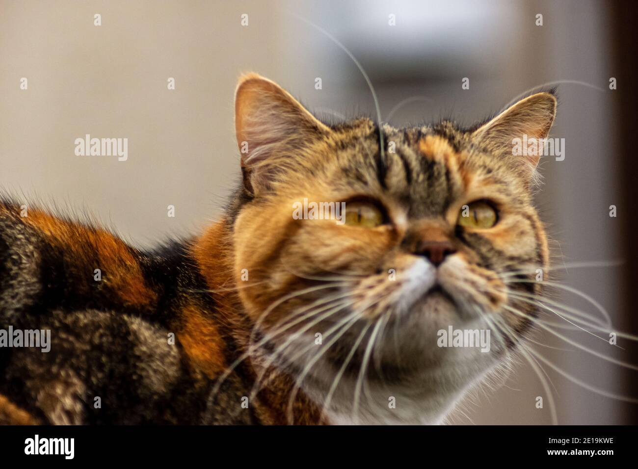 Les chats domestiques de l'ami chatterie, Scottish Fold sont très indépendants, très gentils et sympathiques. Ils aiment jouer, ils sont très sympathiques. Banque D'Images