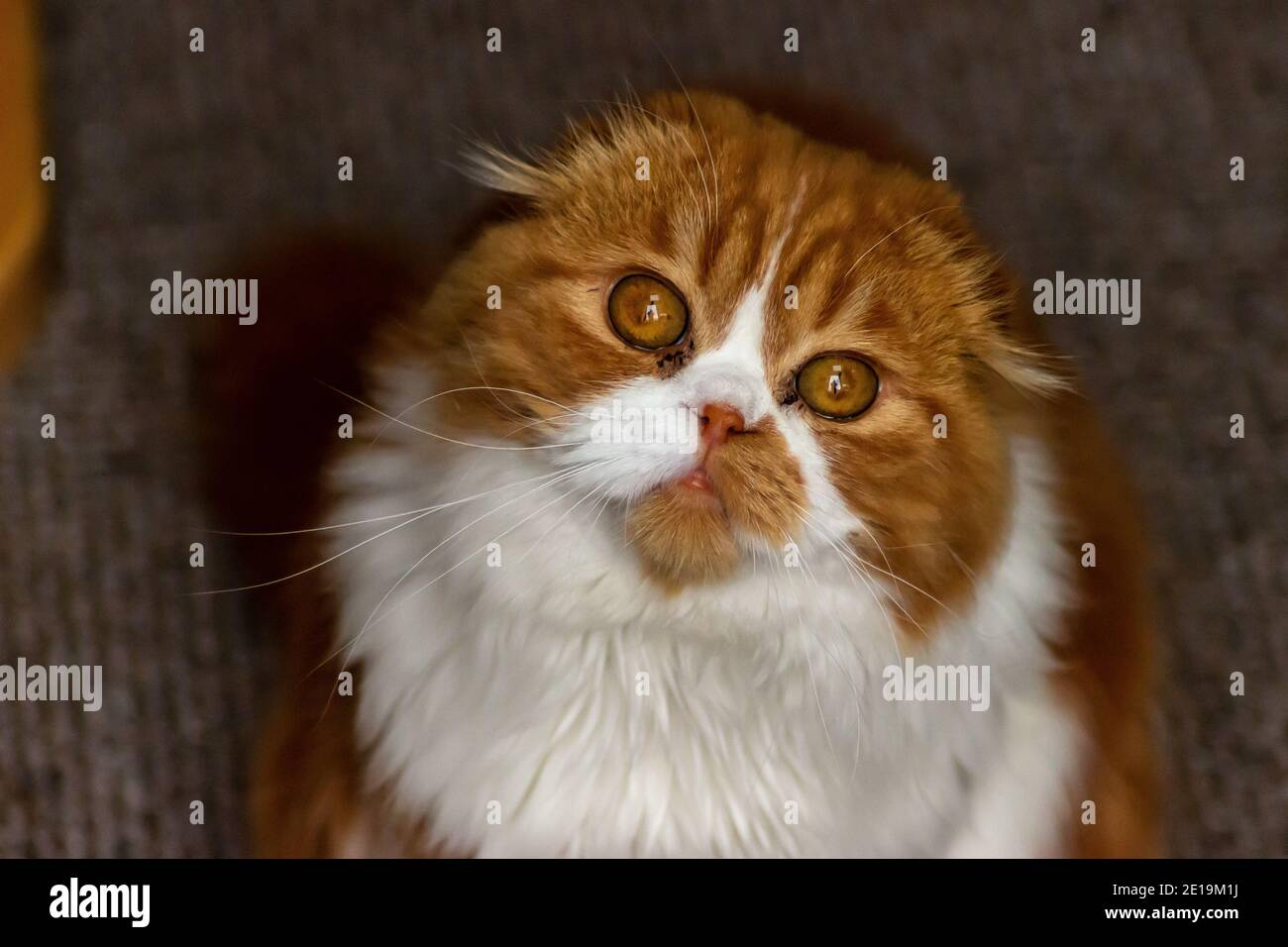 Oreilles Pliees Banque De Photographies Et D Images A Haute Resolution Alamy