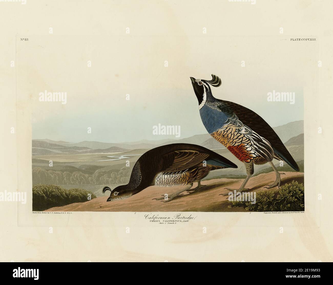 Planche 413 California Partridge (California Quail, Valley Quail) le folio des oiseaux d'Amérique (1827-1839) par John James Audubon, image haute résolution Banque D'Images