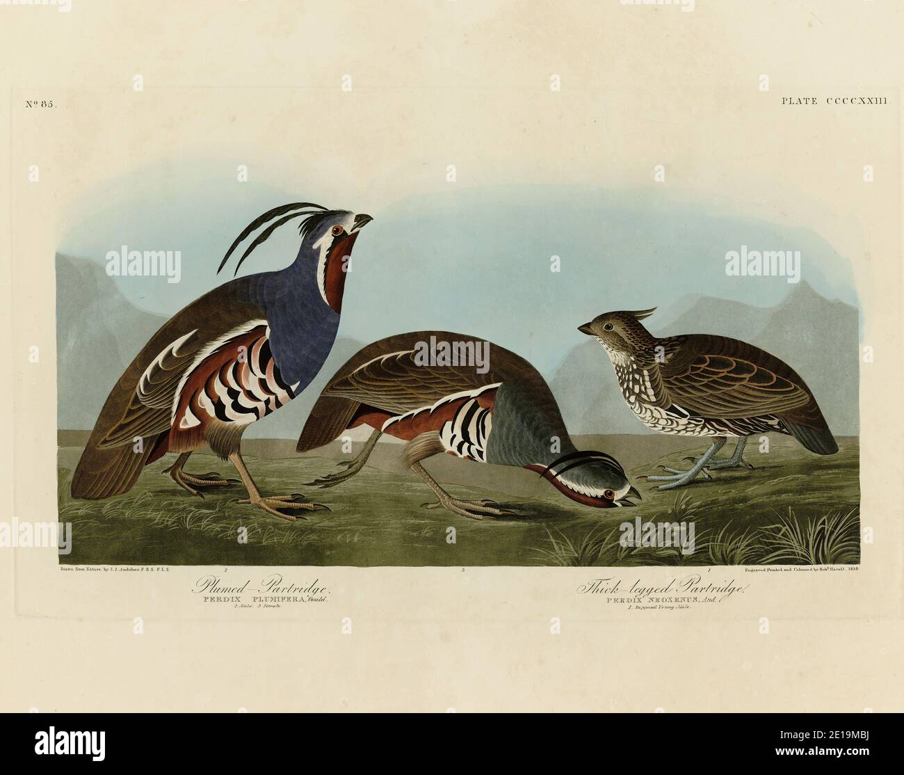 Planche 423 Partridge à plumes, Partridge à pattes épaisses (Quail de montagne) folio des oiseaux d'Amérique (1827-1839) - John James Audubon, image haute résolution Banque D'Images