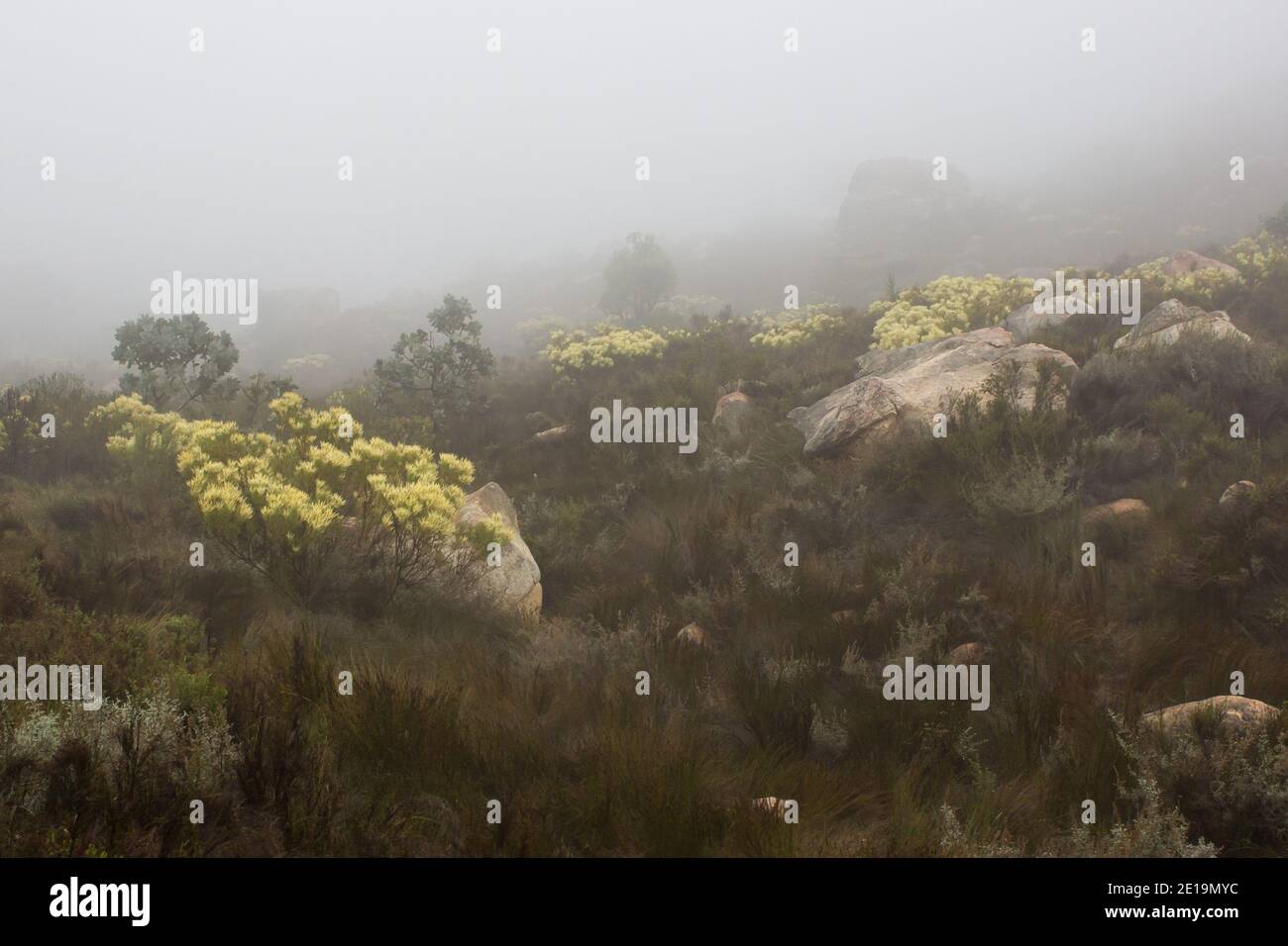 Des fynbos aux rochers épars, enveloppés par la brume entrante, dans les monts Cederberg en Afrique du Sud Banque D'Images