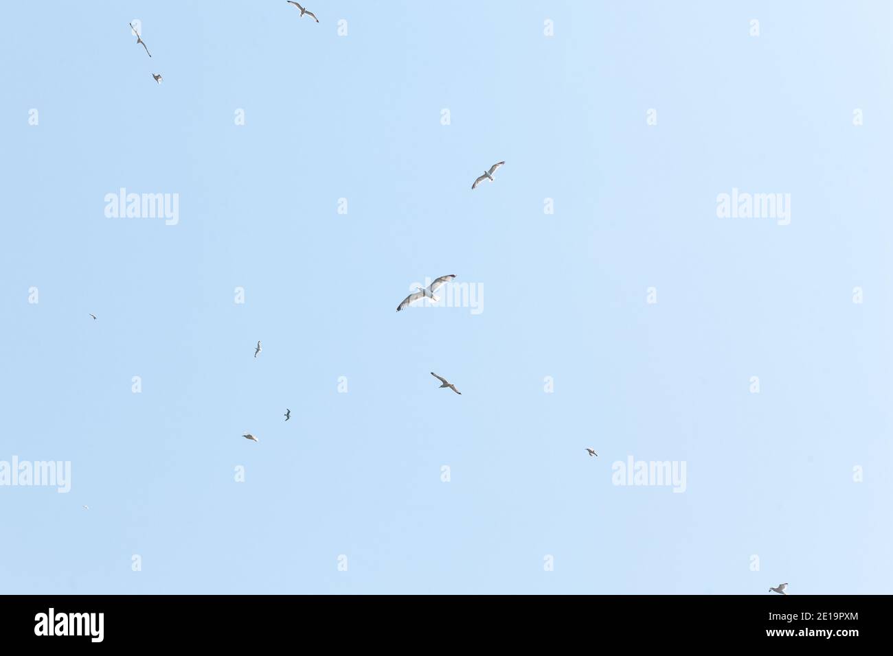 Un groupe de mouettes blanches volent dans la lumière ciel bleu Banque D'Images