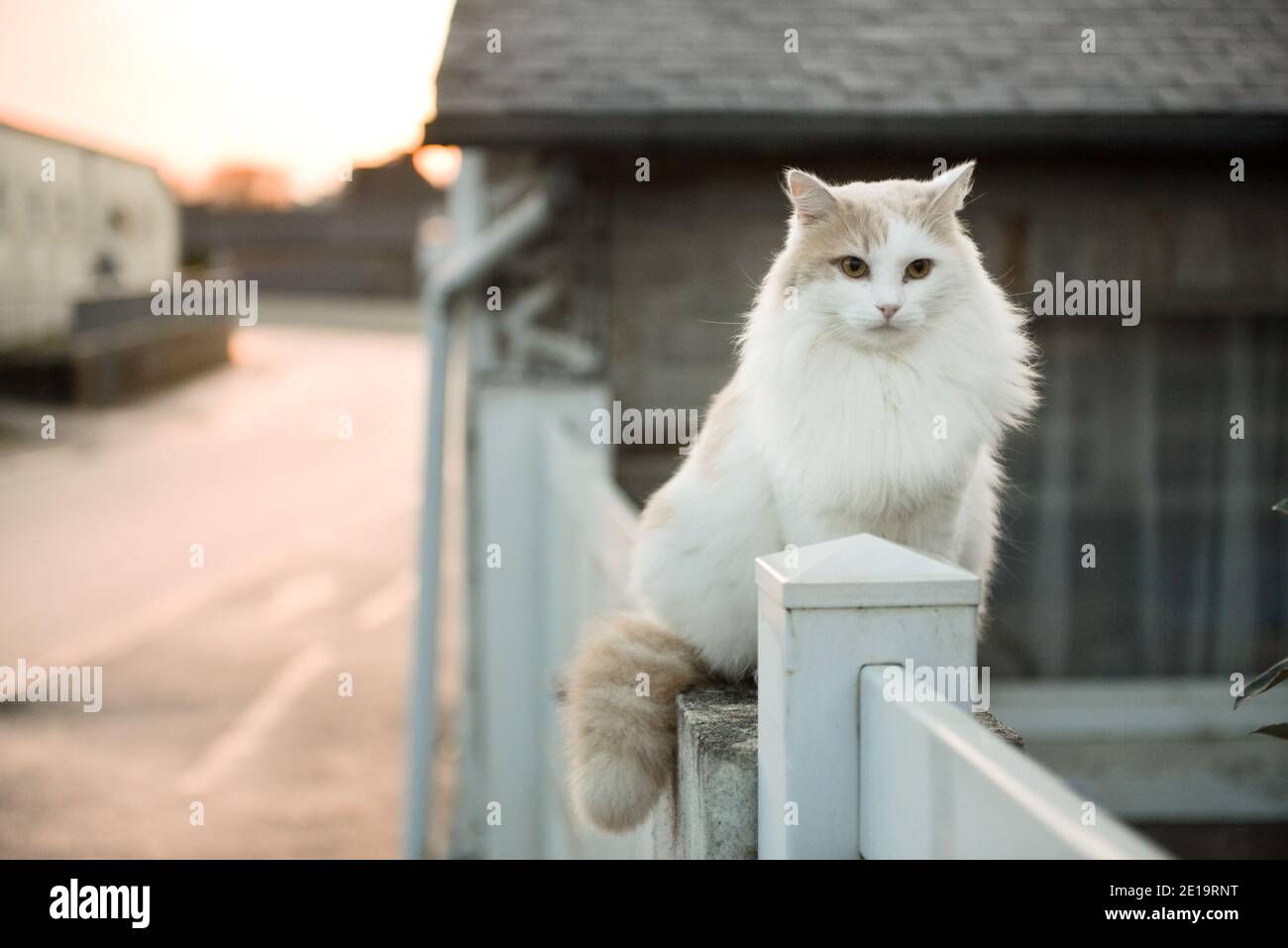 Portrait de chat blanc d'angora assis devant une pierre maison le soir Banque D'Images