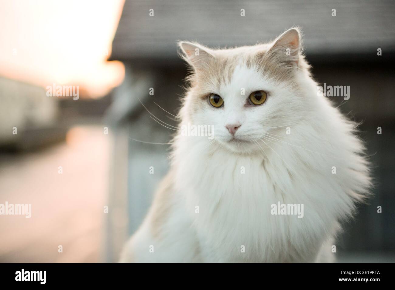 Extérieur angora blanc chat portrait dans la soirée dans le rue Banque D'Images