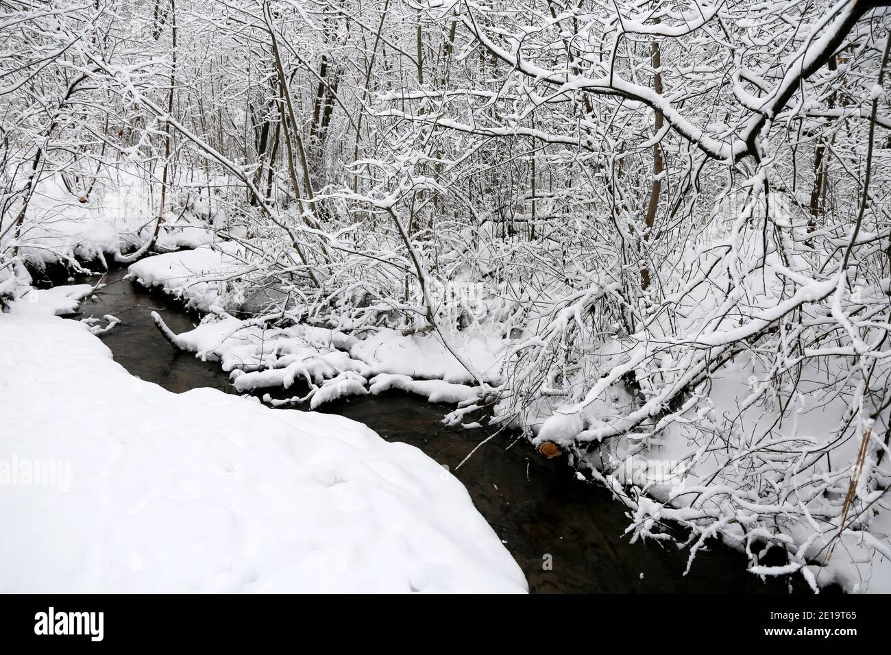 Cours d'eau dans la forêt d'hiver, arbres enneigés, vue pittoresque. La nature après les chutes de neige, temps froid Banque D'Images