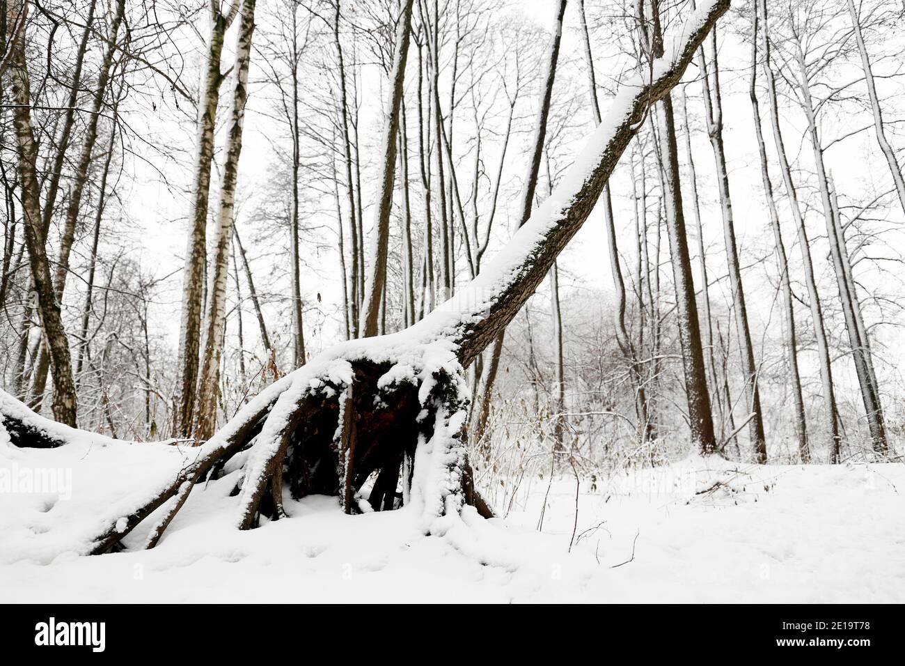 Forêt d'hiver, neige couverte arbres tombés. La nature après les chutes de neige, temps froid Banque D'Images