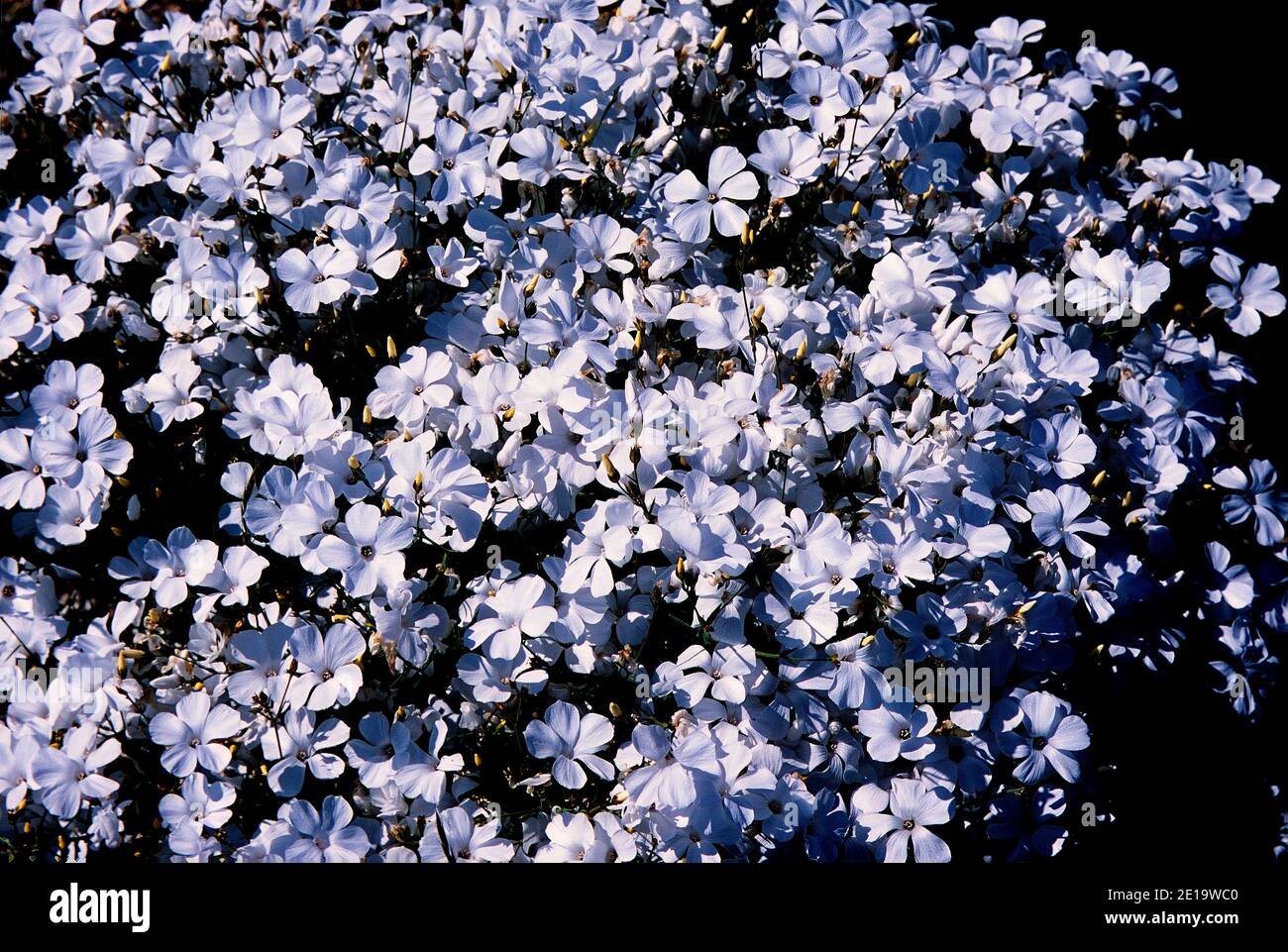 Lin blanc, linum suffruticosum, Linaceae, inflorescence, arbuste nain, plante, Andalousie, Espagne Banque D'Images
