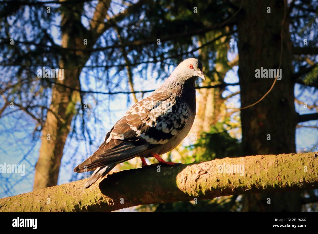 Le pigeon domestique, Columba livia domestica, trouve un endroit sûr et paisible perché sous les branches d'un vieux arbre d'épinette. Le pigeon domestique est un bir urbain Banque D'Images