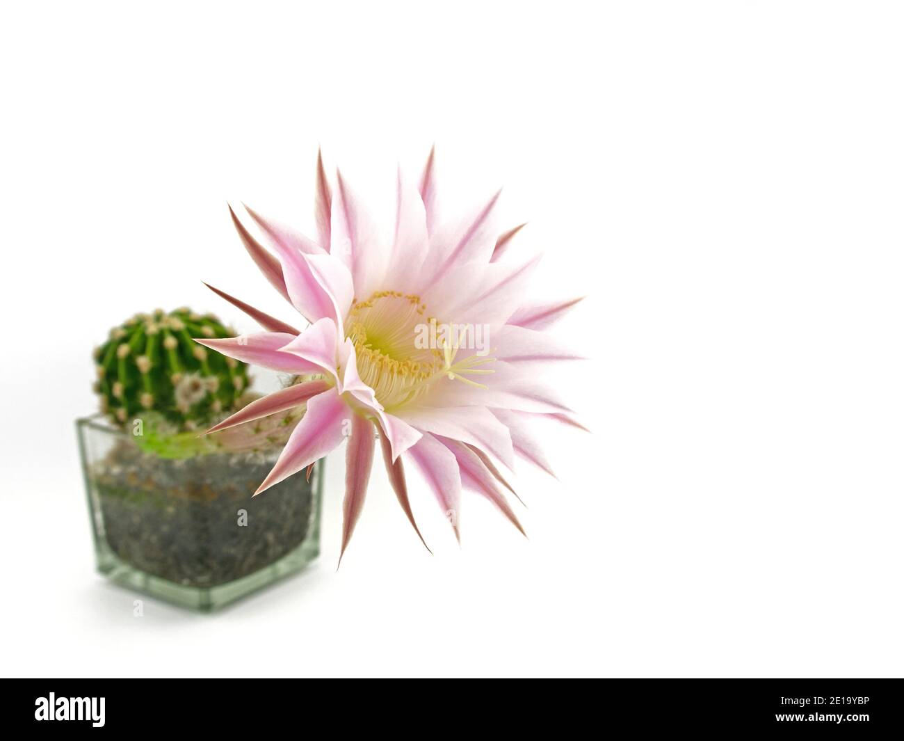 Cactus en fleurs, Echinopsis eyriesii, sur fond blanc Banque D'Images