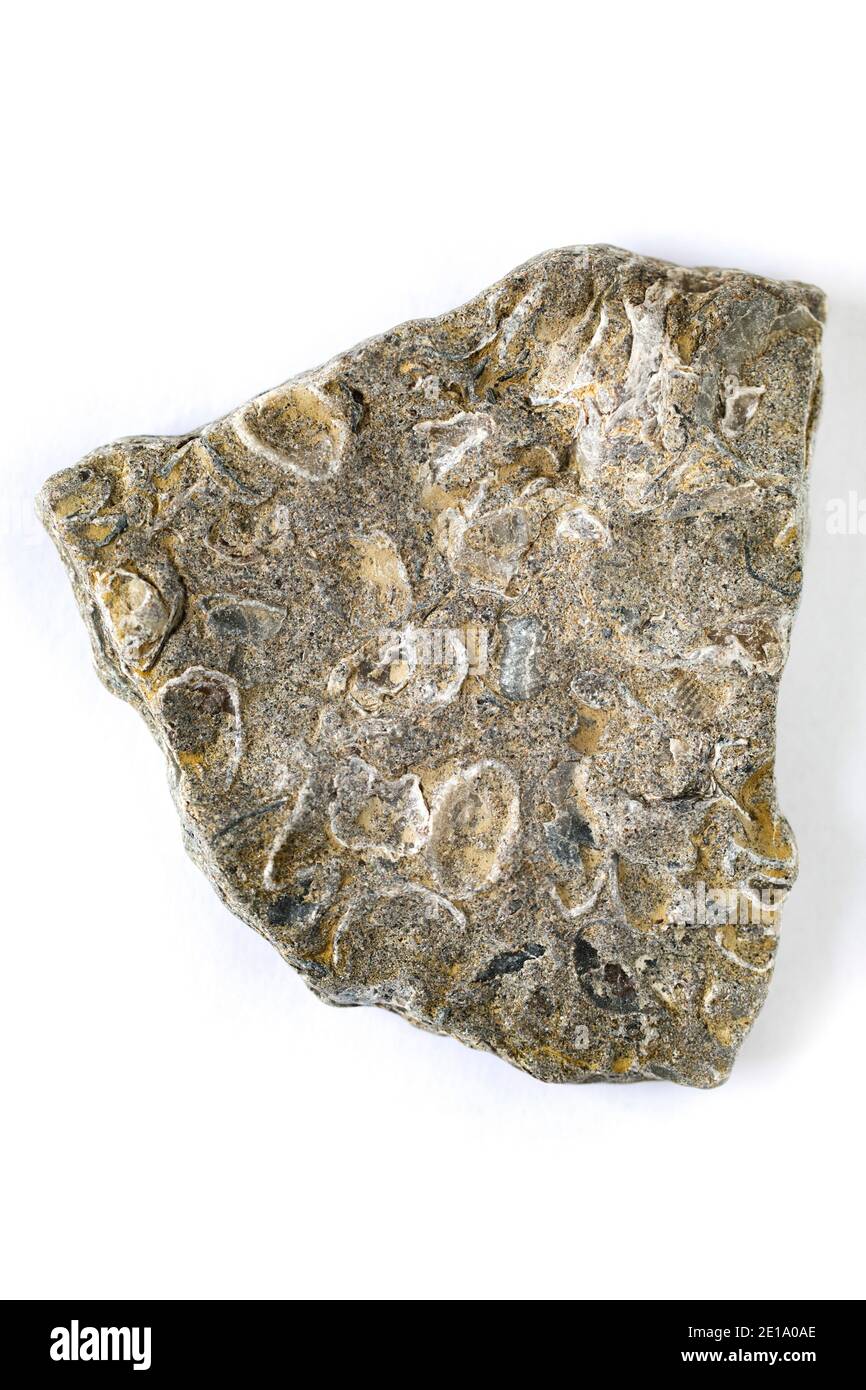 Coquillages fossilisés trouvés lavés sur la plage de Chesil. Arrière-plan blanc. Dorset Angleterre GB Banque D'Images