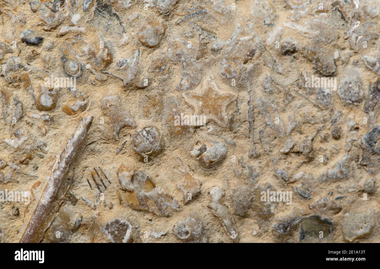 Les vestiges fossilisés d'un certain nombre de créatures différentes trouvées lavées sur la plage de Chesil. Le fossile en forme d'étoile est le reste d'un crinoïde. Dorset Banque D'Images