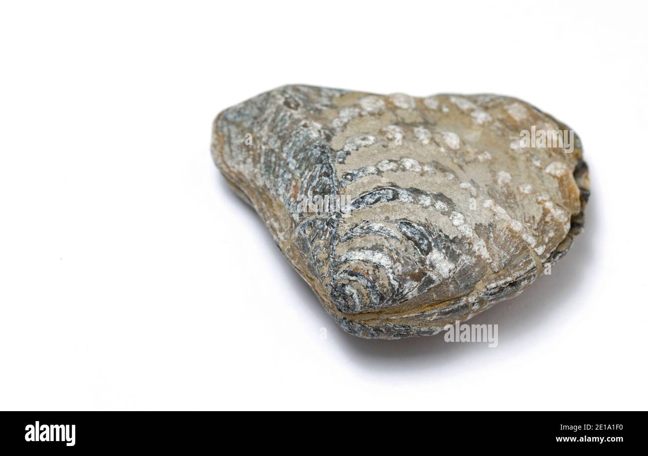 Une palourdes d'eau salée fossilisée de la famille des Trigononiidae qui a été ramassée sur la plage de Chesil. Arrière-plan blanc. Dorset Angleterre GB Banque D'Images