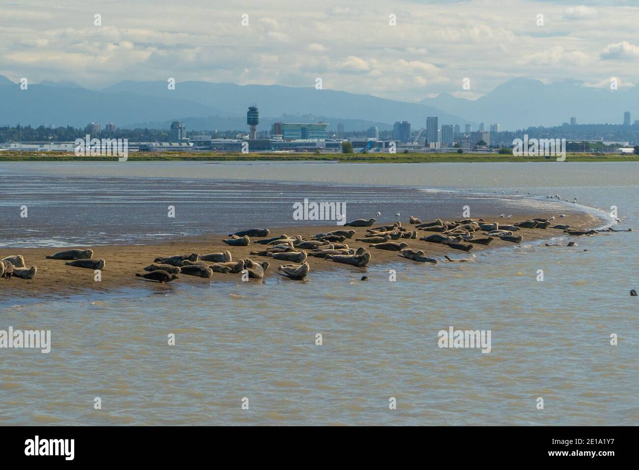 Les phoques du port reposent sur un banc de sable en face de l'aéroport international de Vancouver, à Richmond, en Colombie-Britannique. Banque D'Images