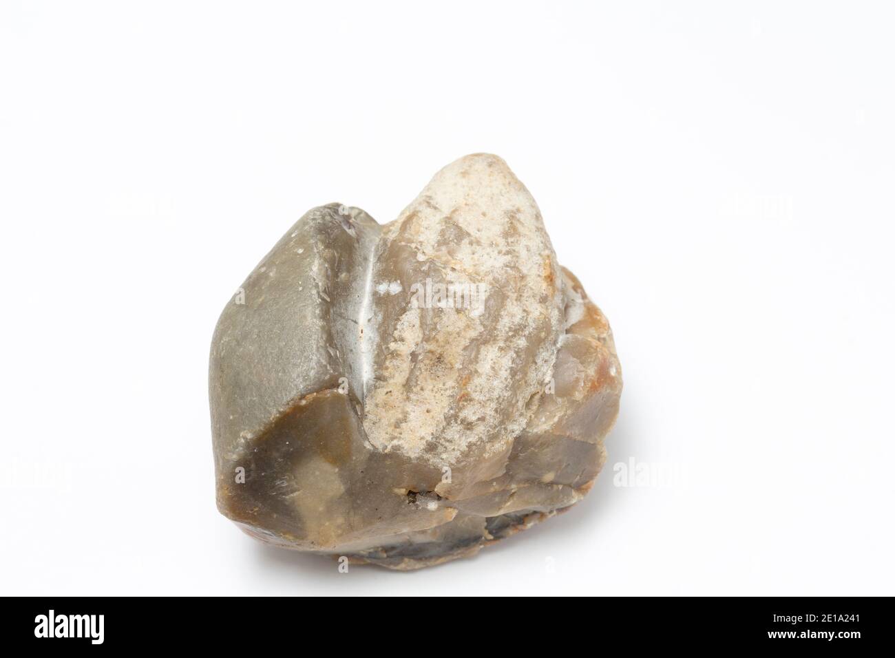 Un exemple fossilisé d'un corail à corne qui a été trouvé dans un champ labouré. Arrière-plan blanc. Angleterre GB. Banque D'Images