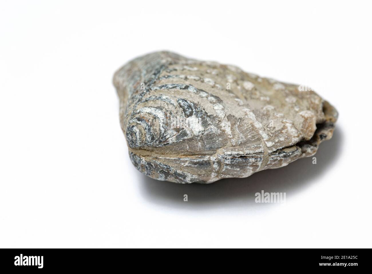 Une palourdes d'eau salée fossilisée de la famille des Trigononiidae qui a été ramassée sur la plage de Chesil. Arrière-plan blanc. Dorset Angleterre GB Banque D'Images