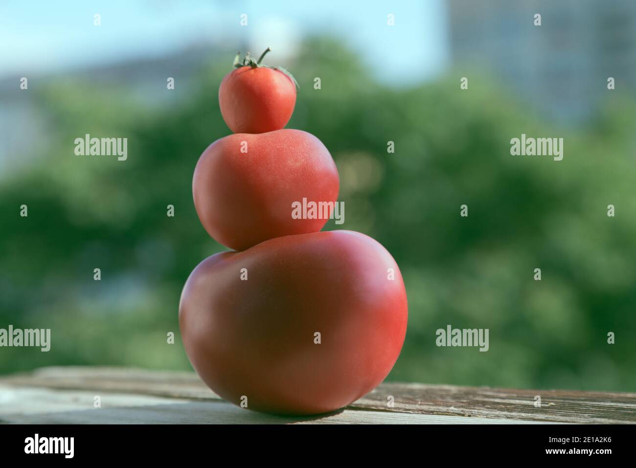 Trois tomates rouges empilées, de la plus grande à la plus petite. L'arrière-plan est flou. Gros plan. Photo prise à la lumière du jour. Banque D'Images