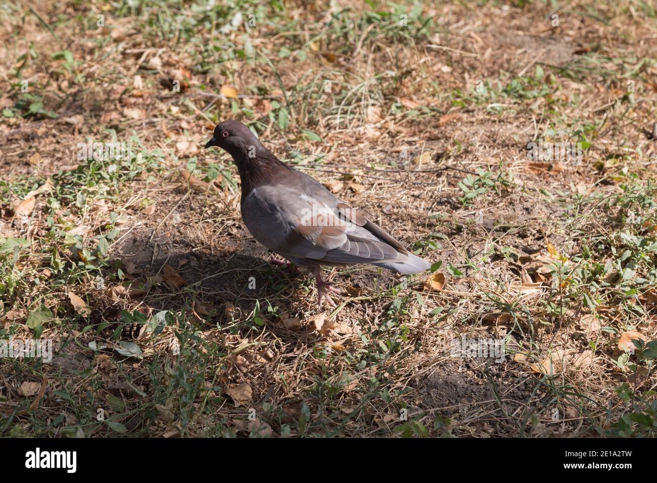 Un pigeon seul dans un champ avec de l'herbe séchée. Rock Pigeon est un gros plan. Banque D'Images