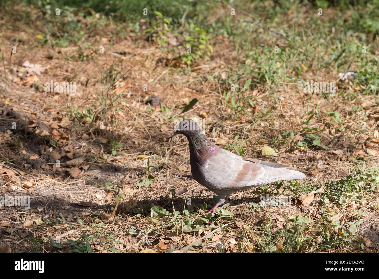 Un pigeon seul dans un champ avec de l'herbe séchée. Rock Pigeon est un gros plan. Banque D'Images