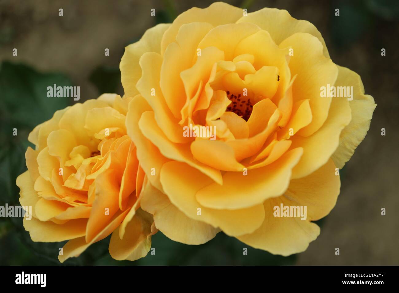 Roses jaunes au miel, deux roses florales dans le jardin, roses jaunes avec des pétales délicats et des feuilles vertes, tête de rose jaune au miel, photo florale, macro Banque D'Images