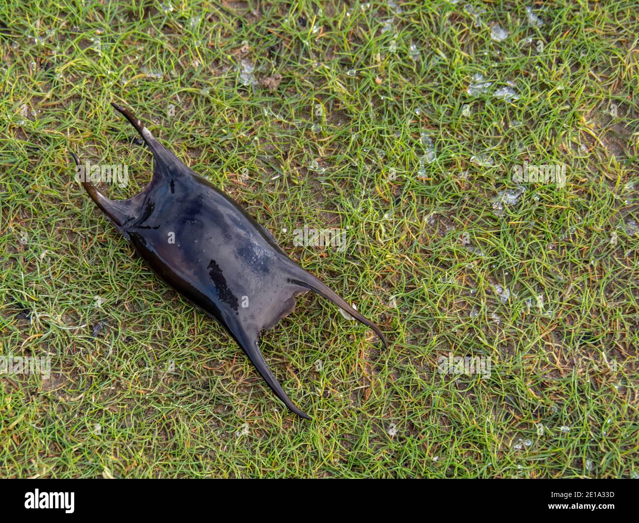 Cas d'oeuf de la Ray tachetée Raja montagui. Poisson. Banque D'Images