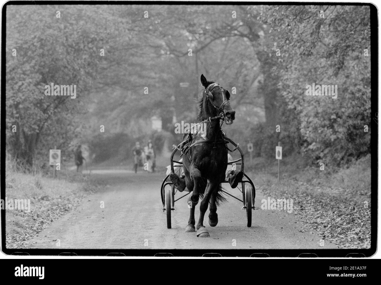 Stow on the Wold Gloucestershire England Gypsy Horse Fair octobre 1996 les chevaux sont rasés pour montrer la qualité du tuyau et du pilote. Au Royaume-Uni, il y a de nombreuses foires auxquelles participent traditionnellement les Romani et les voyageurs qui convergent aux foires pour acheter et vendre des chevaux, rencontrer des amis et des relations et célébrer leur musique, leur histoire et leur folklore. Banque D'Images