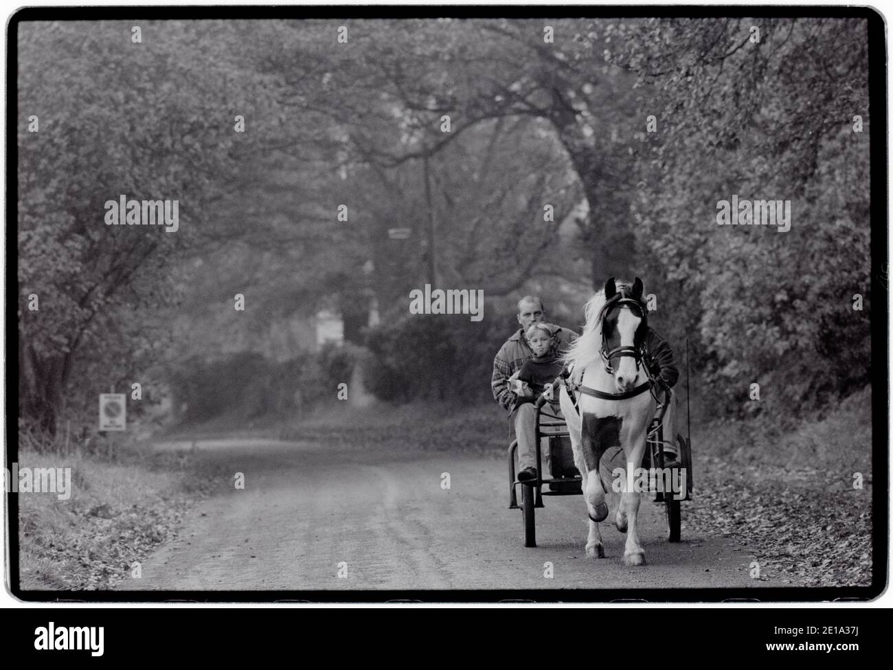 Stow on the Wold Gloucestershire England Gypsy Horse Fair octobre 1996 les chevaux sont rasés pour montrer la qualité du tuyau et du pilote. Au Royaume-Uni, il y a de nombreuses foires auxquelles participent traditionnellement les Romani et les voyageurs qui convergent aux foires pour acheter et vendre des chevaux, rencontrer des amis et des relations et célébrer leur musique, leur histoire et leur folklore. Banque D'Images